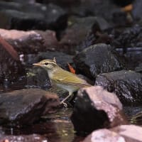 近所の公園の水場