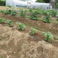 ブルーベリーの記録　＆　イチゴ苗　＆　野菜畑