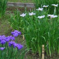 明治神宮御苑　　花菖蒲田に1500株のきれいな花菖蒲　　　5