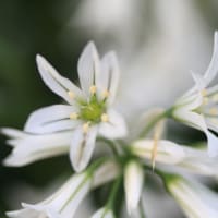 「アリウム×7枚。」
