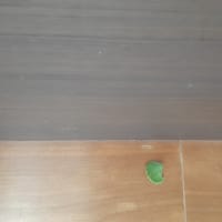 アロマティカスの効用について