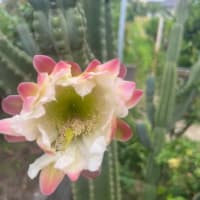 柱サボテンの花が咲く