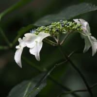 あじさいが咲き始めた六甲高山植物園にて（PartⅡ）