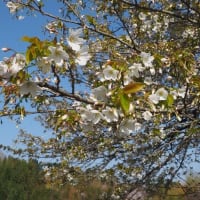 オオシマザクラ　大きな白花