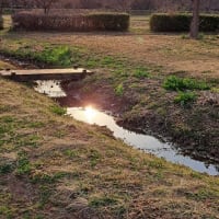 春の小川は>　黄金色の夕陽ですね☆
