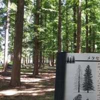 水元公園を散策