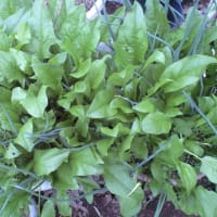 初夏ほうれん草　　　追記です