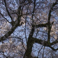 酒波寺のエドヒガン桜