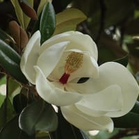 泰山木の花