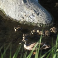 カルガモの子育て風景２