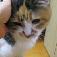 「ゴールデンウィーク始末」