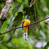 コスタリカ紀行　第2日目　ラ セルバ国立公園編　その４／ミドリキヌバネドリ　オグロキヌバネドリなど