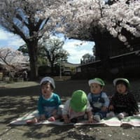 お花見散歩に行きました！　　　　　《スターキッズ上野桜木保育園》