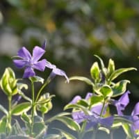 ツルニチニチソウ　蔓日日草　キョウチクトウ科　１ｍの蔓に紫色の花です。今日の野鳥：メジロ