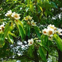 吉野公園のアジサイ他