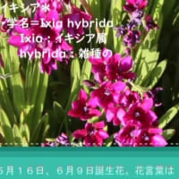 2025ー06(^_-)-☆ひろし曾爺の生涯学習＞ご近所や我が家で６月終わり頃に咲いている花達！