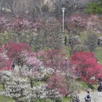 大阪城　梅林　外側より（２０２５年３月７日）静止画