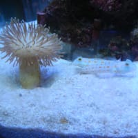 オトメハゼ