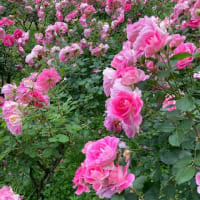 6月の休み→　2・9・16・17・23・30