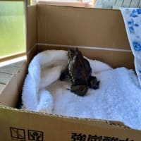 空色の日のひーちゃん