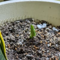 サンセベリアの成長