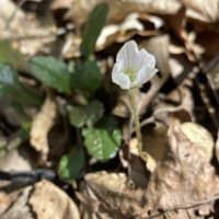 新緑が眩しい