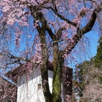 2024年3月関西旅行：醍醐寺から山科散歩