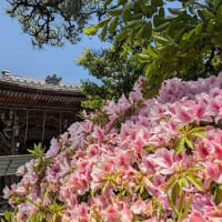 お出かけ・・・曼荼羅寺