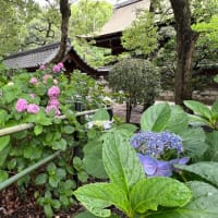 藤森神社の紫陽花苑