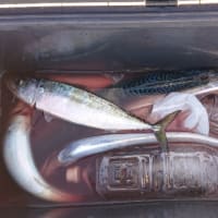 久しぶりの出船