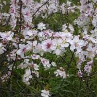 桃の花と防蛾灯
