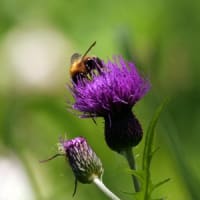 ノアザミの花