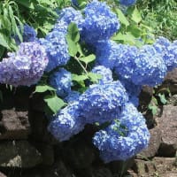 農業公園のアジサイが見頃に