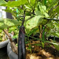 夏野菜に異変！