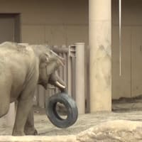 タイヤを片付ける象☆アジア象☆シーシュ☆札幌 円山動物園