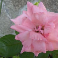 花の女王