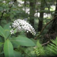 久々、野草の花見を楽しむ　～新発田市桜公園周辺～