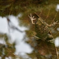 田植えの頃