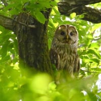 フクロウの夏へ