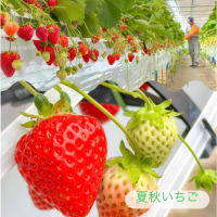 🍓軽井沢いちご、二つの季節が交差する🍃