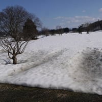 春がそこ迄