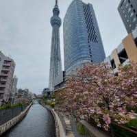 東京スカイツリーとこいのぼりと八重桜