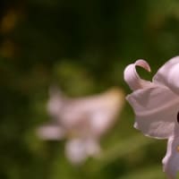 荘川のささゆりを見てきました②