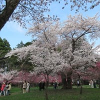 北海道神宮の桜