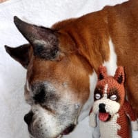 空ちゃん、逝く。( SORA-chan passed away )