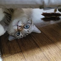はてなブログに引っ越します