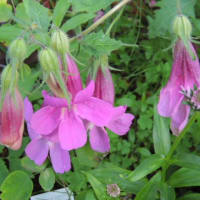 庭に戻りました＊留守番していた花たちをお披露目です＊