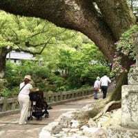 高知城は初夏・博多　長崎　ヨロヨロ徘徊
