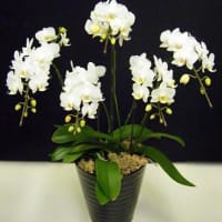 透き通るような白さが美しいミニ胡蝶蘭『ホワイトレディ』