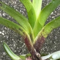 春霞?白牡丹?